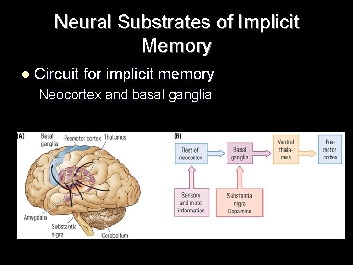 Neural Substrates of Implicit Memory l Circuit for implicit memory Neocortex and basal ganglia