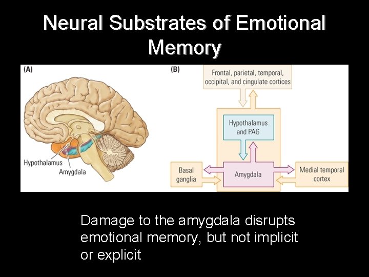 Neural Substrates of Emotional Memory Damage to the amygdala disrupts emotional memory, but not