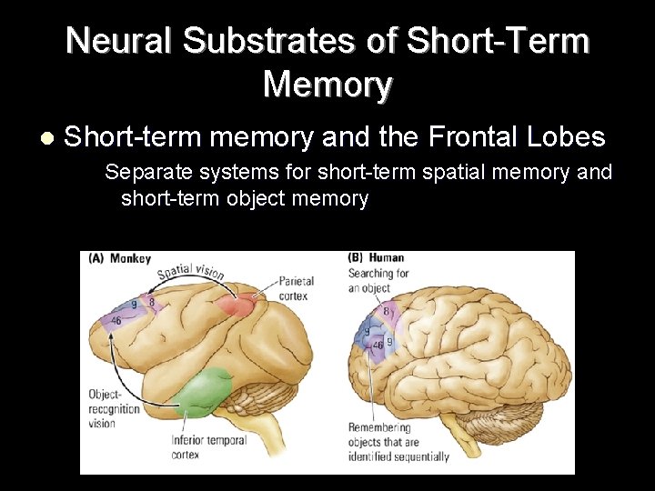 Neural Substrates of Short-Term Memory l Short-term memory and the Frontal Lobes Separate systems