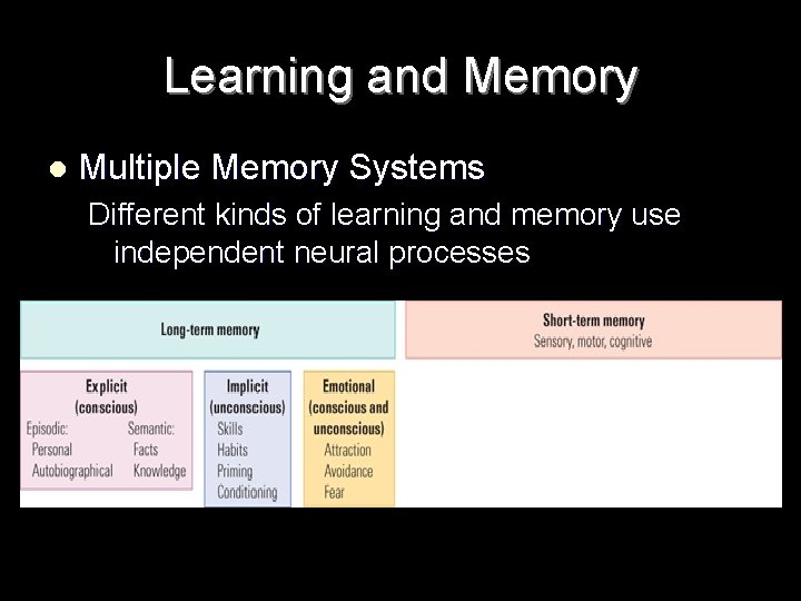 Learning and Memory l Multiple Memory Systems Different kinds of learning and memory use