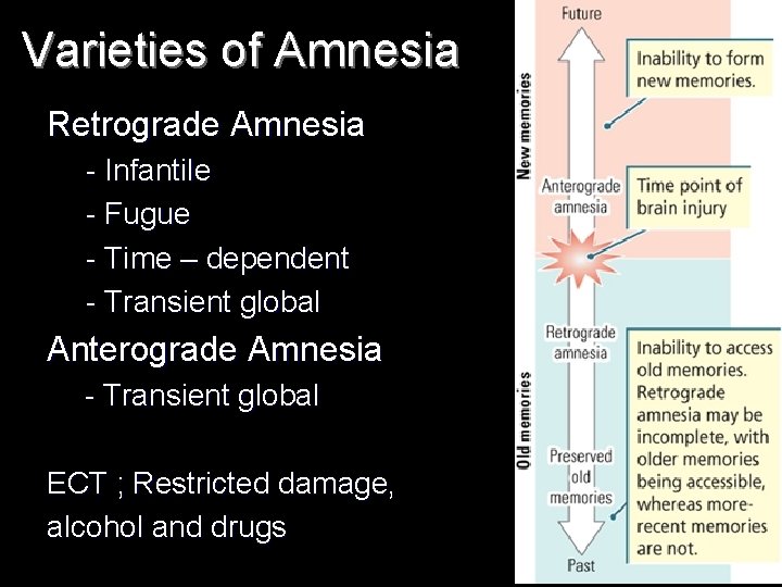 Varieties of Amnesia Retrograde Amnesia - Infantile - Fugue - Time – dependent -