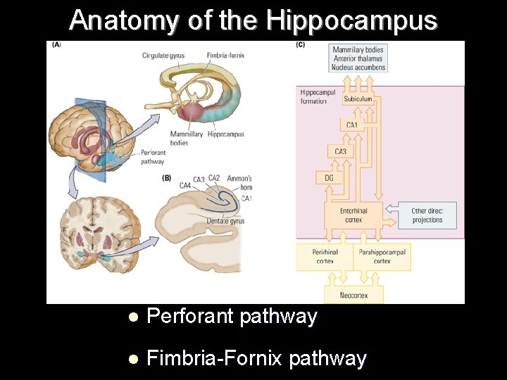 Anatomy of the Hippocampus l Perforant pathway l Fimbria-Fornix pathway 