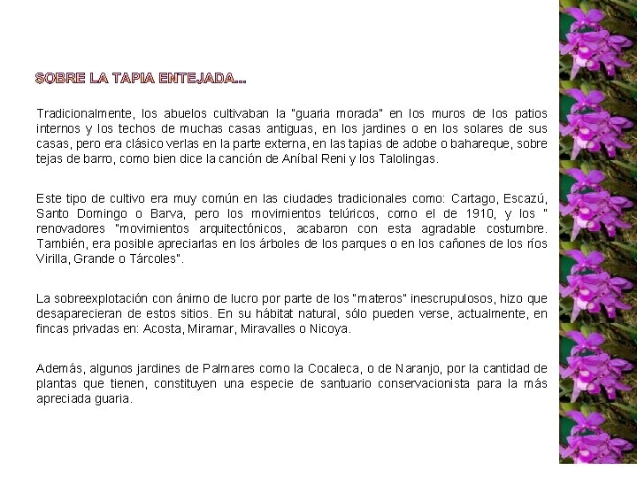 Tradicionalmente, los abuelos cultivaban la “guaria morada” en los muros de los patios internos