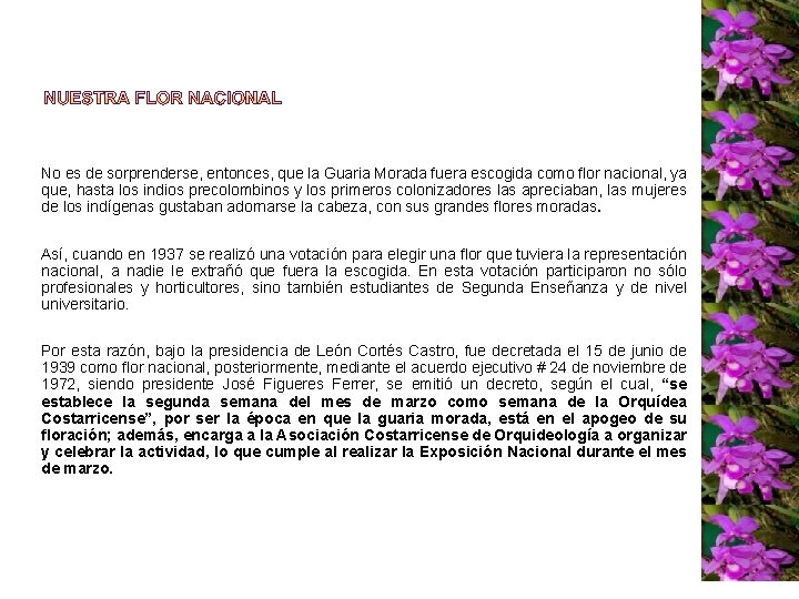 No es de sorprenderse, entonces, que la Guaria Morada fuera escogida como flor nacional,