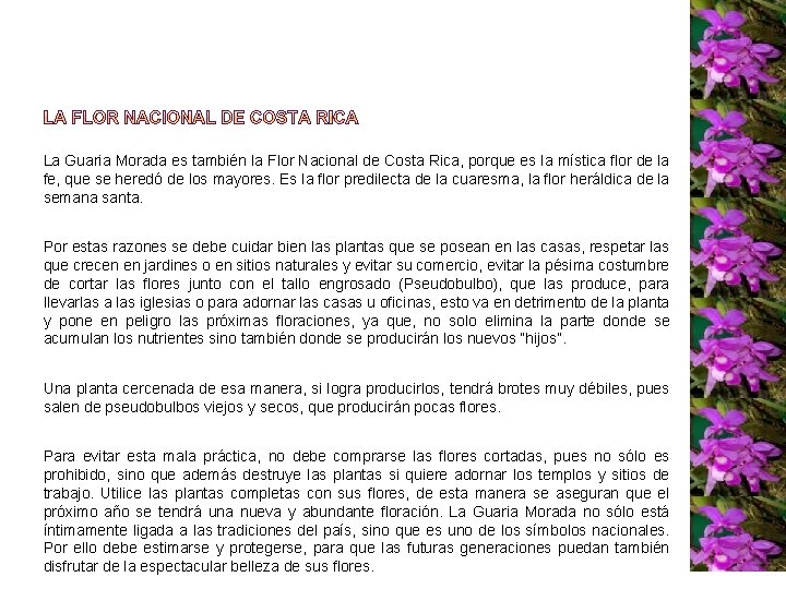 La Guaria Morada es también la Flor Nacional de Costa Rica, porque es la