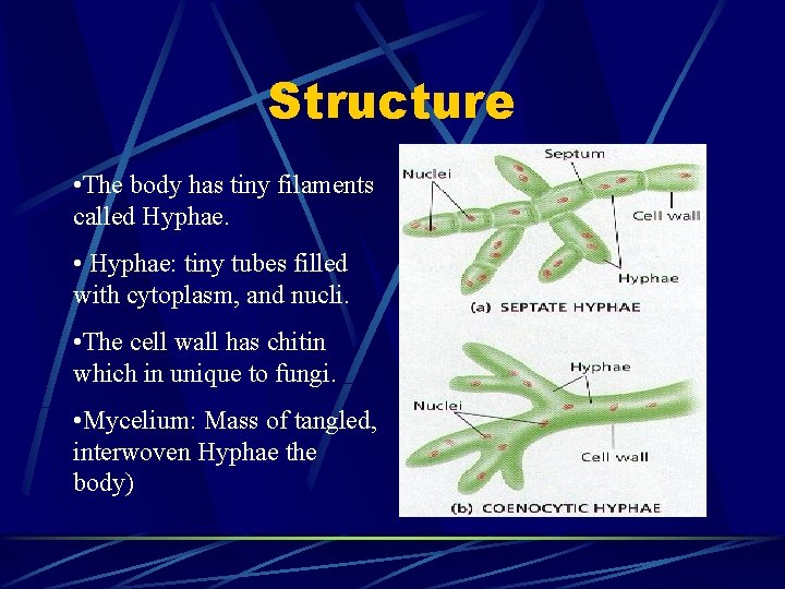 Fungi Fungi Basics Eukaryotic Nonphotosynthetic Organisms Most are