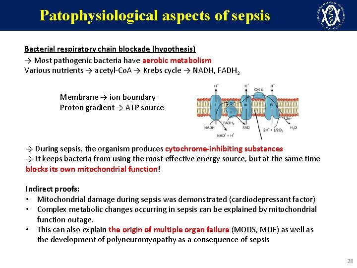 Patophysiological aspects of sepsis Bacterial respiratory chain blockade (hypothesis) → Most pathogenic bacteria have
