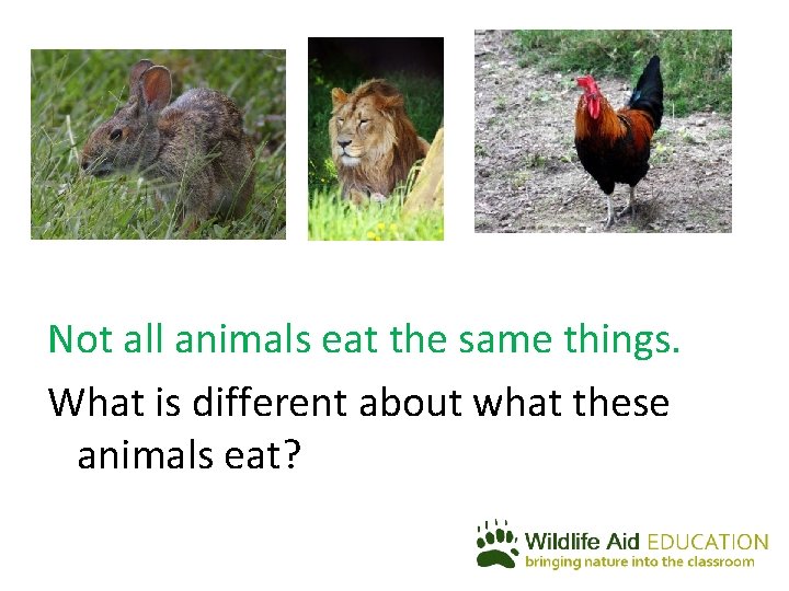 Not all animals eat the same things. What is different about what these animals