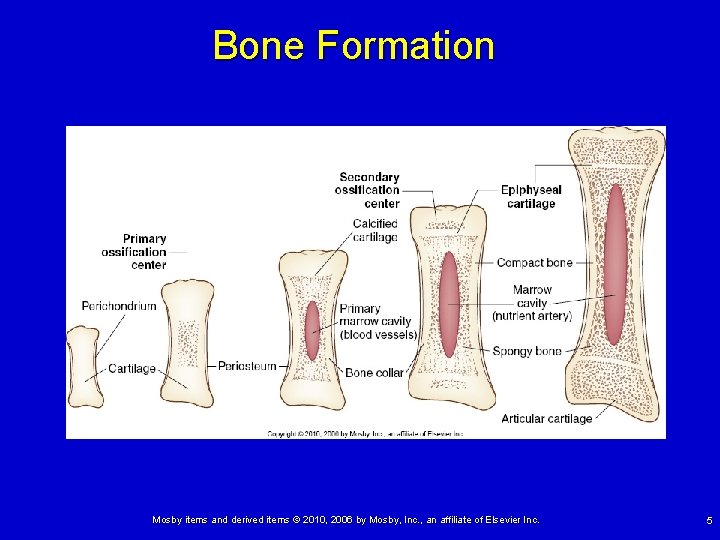 Bone Formation Mosby items and derived items © 2010, 2006 by Mosby, Inc. ,