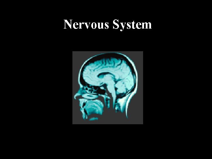 Nervous System 