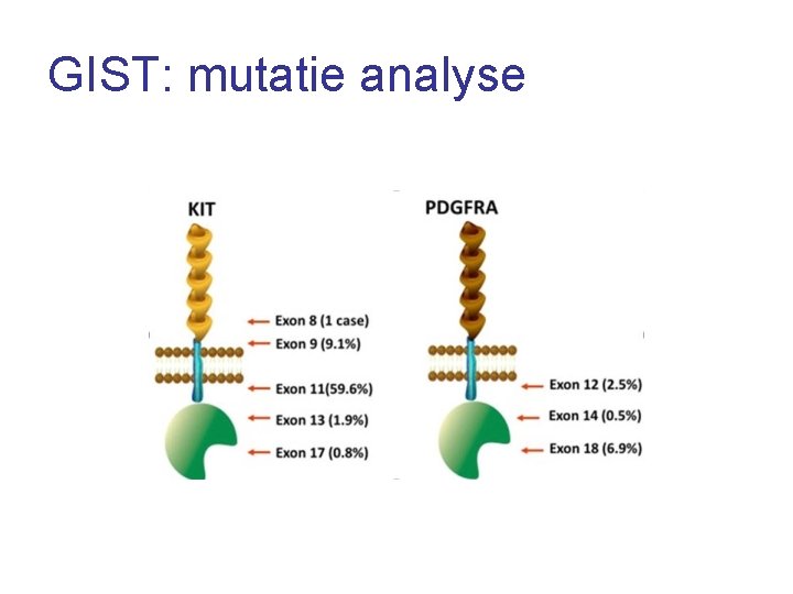 GIST: mutatie analyse 