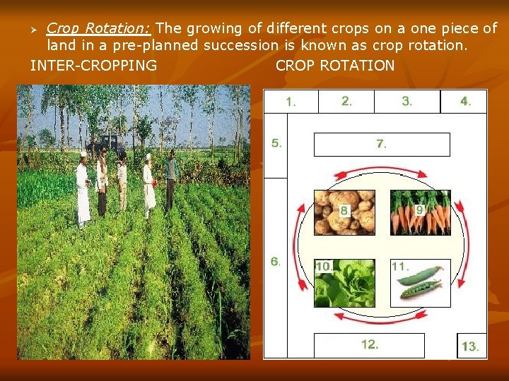 Crop Rotation: The growing of different crops on a one piece of land in