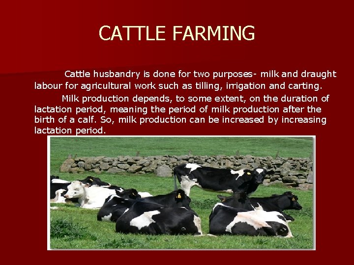 CATTLE FARMING Cattle husbandry is done for two purposes- milk and draught labour for