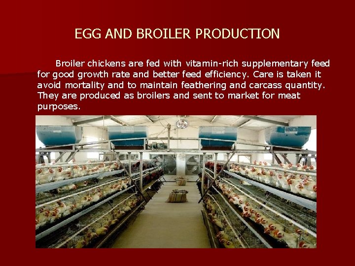 EGG AND BROILER PRODUCTION Broiler chickens are fed with vitamin-rich supplementary feed for good