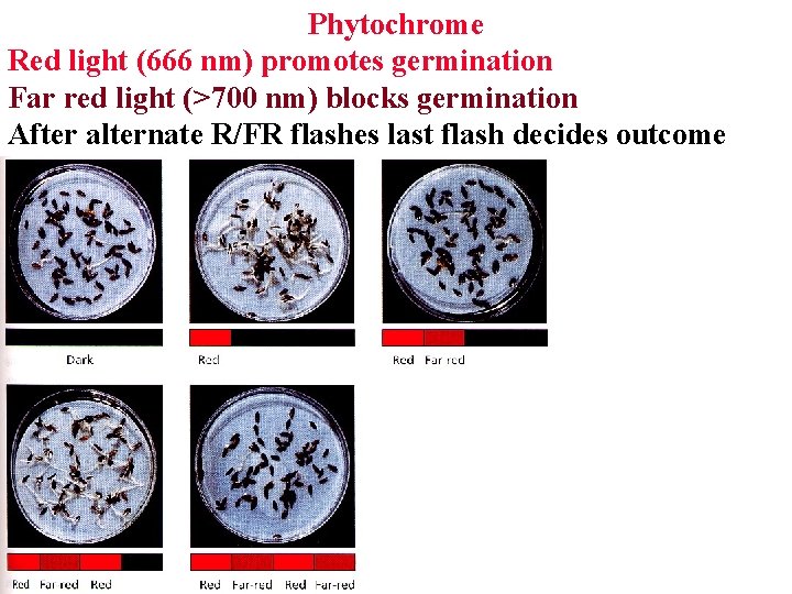 Phytochrome Red light (666 nm) promotes germination Far red light (>700 nm) blocks germination