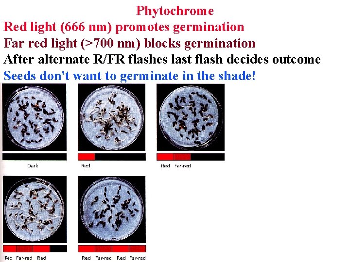 Phytochrome Red light (666 nm) promotes germination Far red light (>700 nm) blocks germination