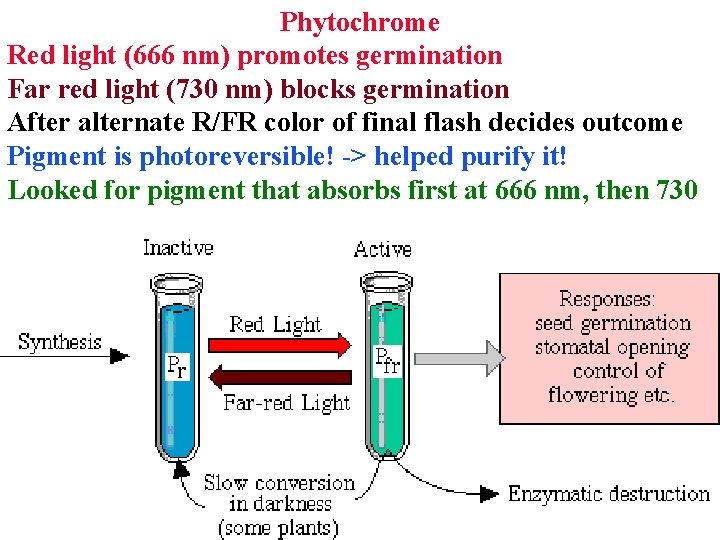 Phytochrome Red light (666 nm) promotes germination Far red light (730 nm) blocks germination