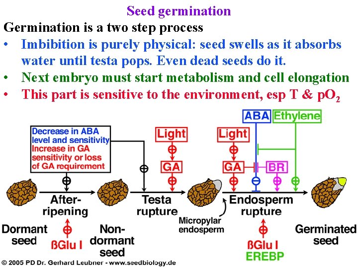 Seed germination Germination is a two step process • Imbibition is purely physical: seed