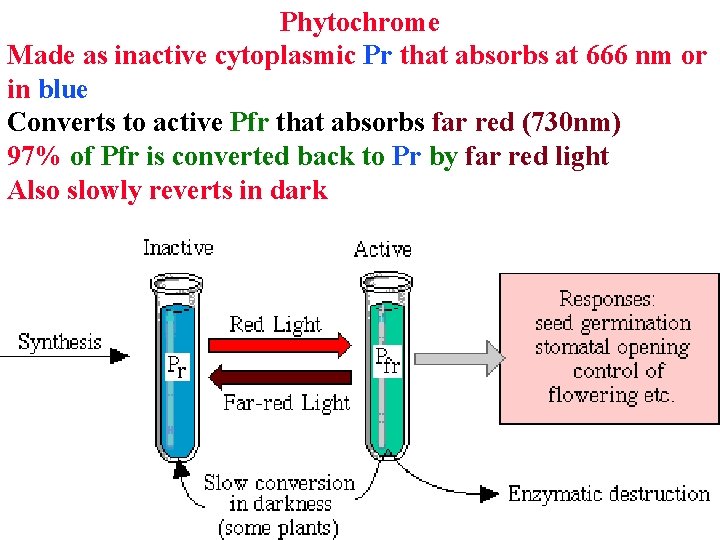 Phytochrome Made as inactive cytoplasmic Pr that absorbs at 666 nm or in blue