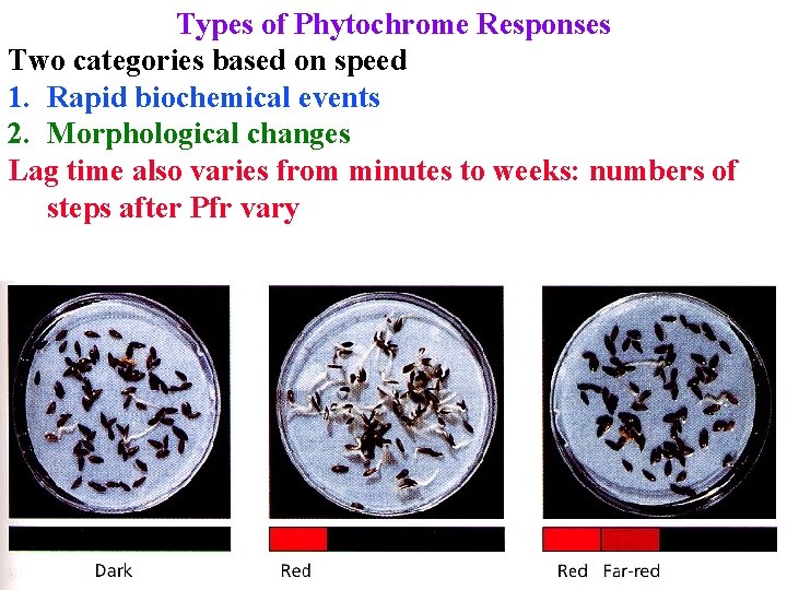 Types of Phytochrome Responses Two categories based on speed 1. Rapid biochemical events 2.