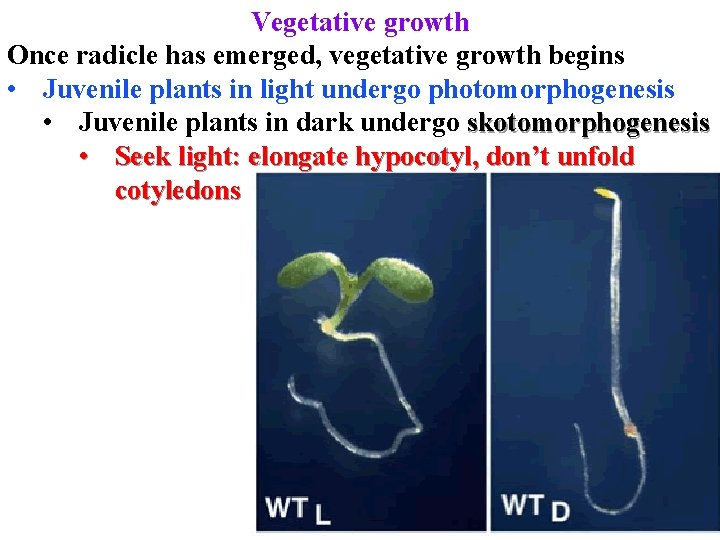 Vegetative growth Once radicle has emerged, vegetative growth begins • Juvenile plants in light