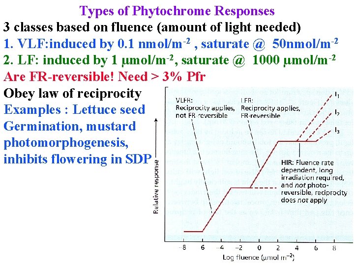 Types of Phytochrome Responses 3 classes based on fluence (amount of light needed) 1.