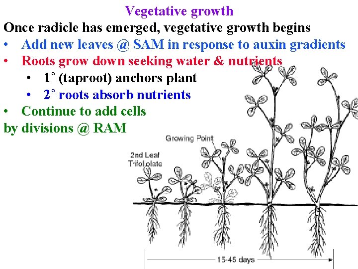 Vegetative growth Once radicle has emerged, vegetative growth begins • Add new leaves @