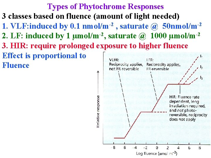 Types of Phytochrome Responses 3 classes based on fluence (amount of light needed) 1.