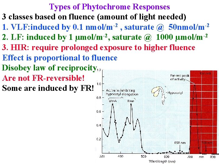 Types of Phytochrome Responses 3 classes based on fluence (amount of light needed) 1.