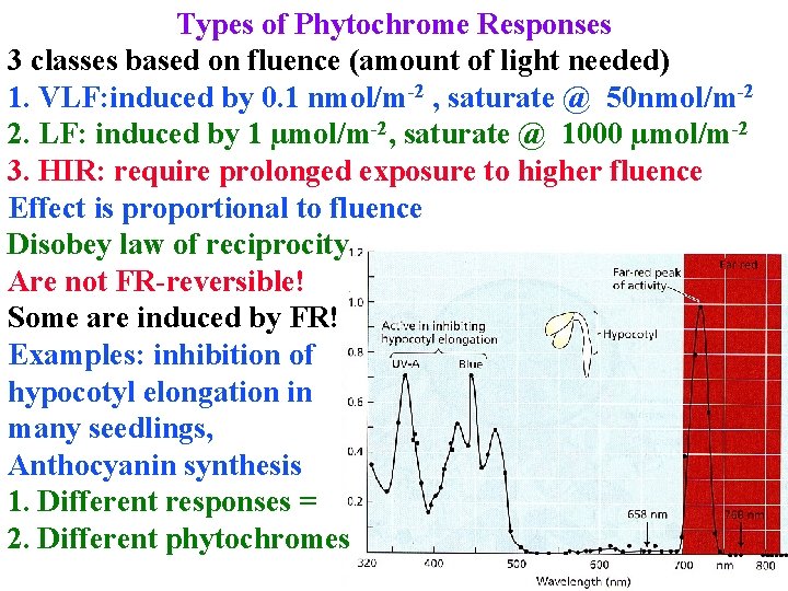 Types of Phytochrome Responses 3 classes based on fluence (amount of light needed) 1.