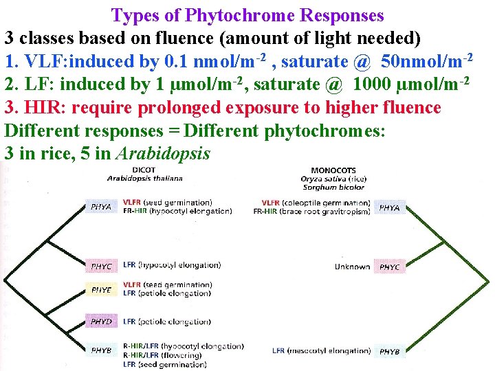 Types of Phytochrome Responses 3 classes based on fluence (amount of light needed) 1.