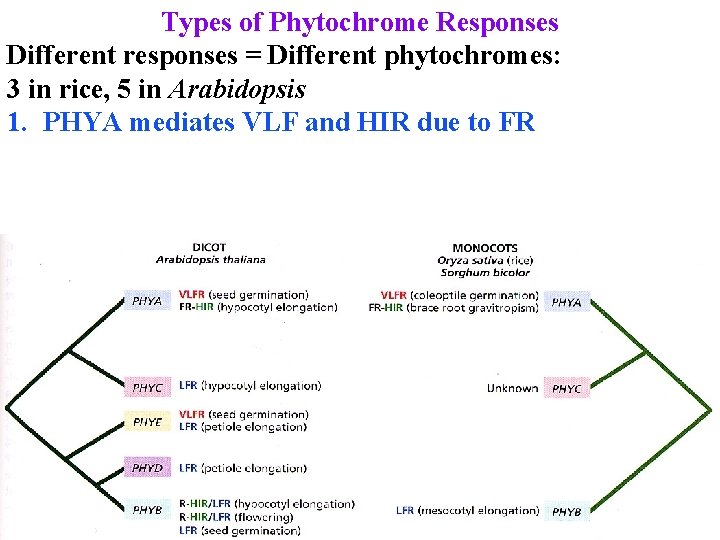 Types of Phytochrome Responses Different responses = Different phytochromes: 3 in rice, 5 in