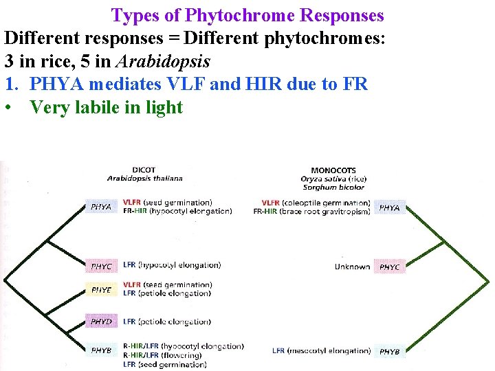 Types of Phytochrome Responses Different responses = Different phytochromes: 3 in rice, 5 in