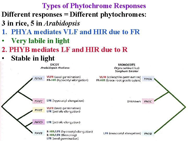 Types of Phytochrome Responses Different responses = Different phytochromes: 3 in rice, 5 in