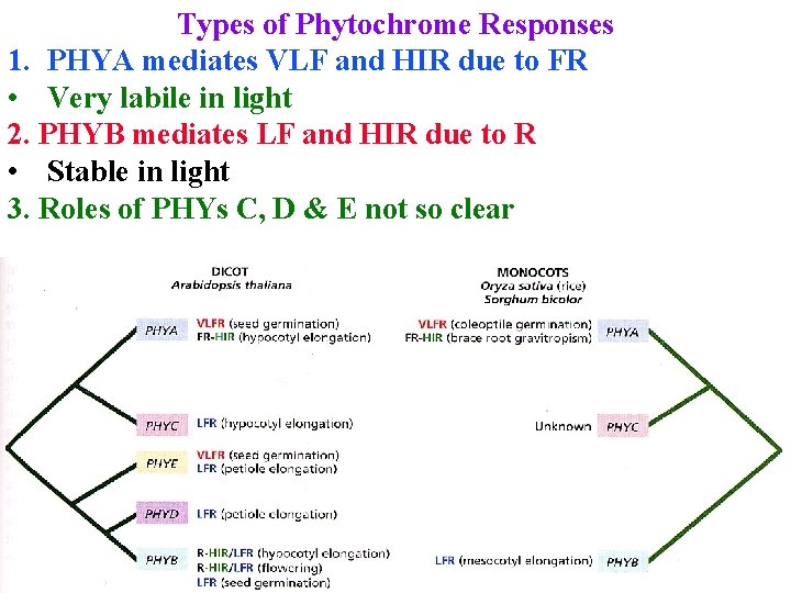 Types of Phytochrome Responses 1. PHYA mediates VLF and HIR due to FR •