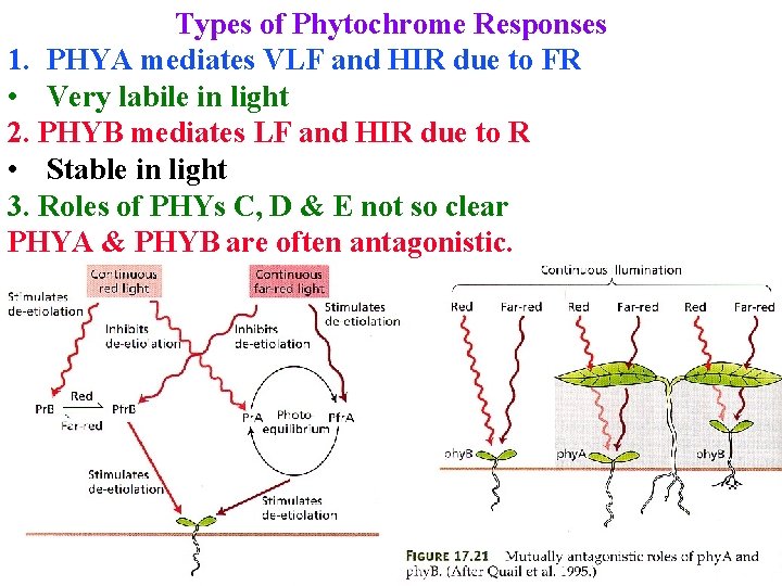 Types of Phytochrome Responses 1. PHYA mediates VLF and HIR due to FR •