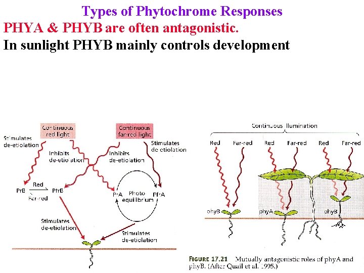 Types of Phytochrome Responses PHYA & PHYB are often antagonistic. In sunlight PHYB mainly