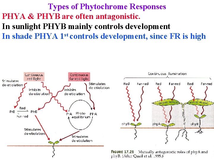 Types of Phytochrome Responses PHYA & PHYB are often antagonistic. In sunlight PHYB mainly