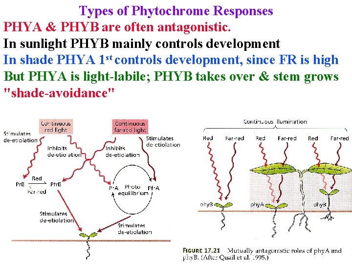 Types of Phytochrome Responses PHYA & PHYB are often antagonistic. In sunlight PHYB mainly