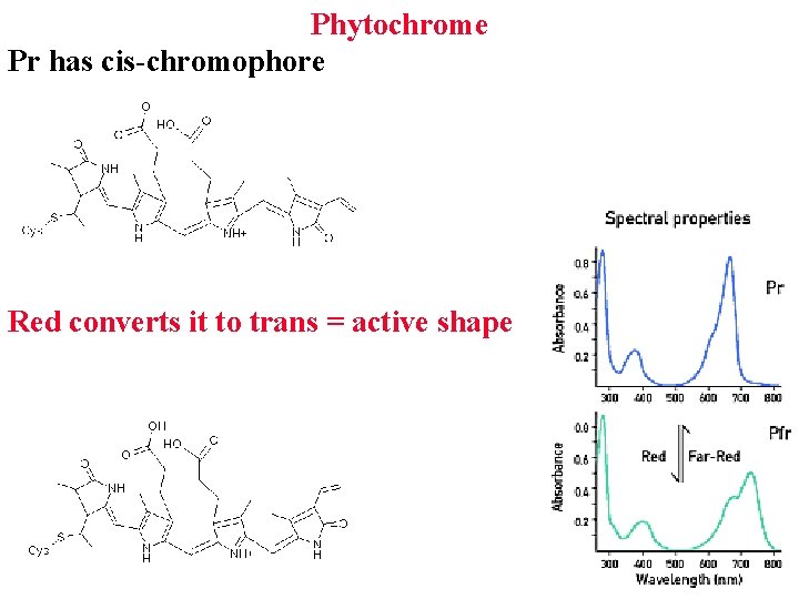 Phytochrome Pr has cis-chromophore Red converts it to trans = active shape 