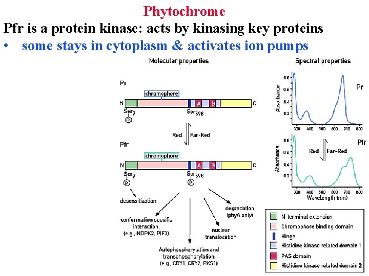 Phytochrome Pfr is a protein kinase: acts by kinasing key proteins • some stays
