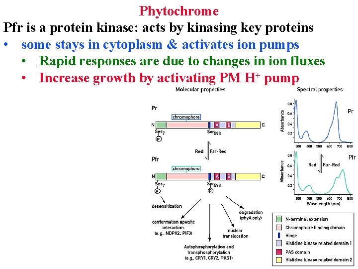 Phytochrome Pfr is a protein kinase: acts by kinasing key proteins • some stays