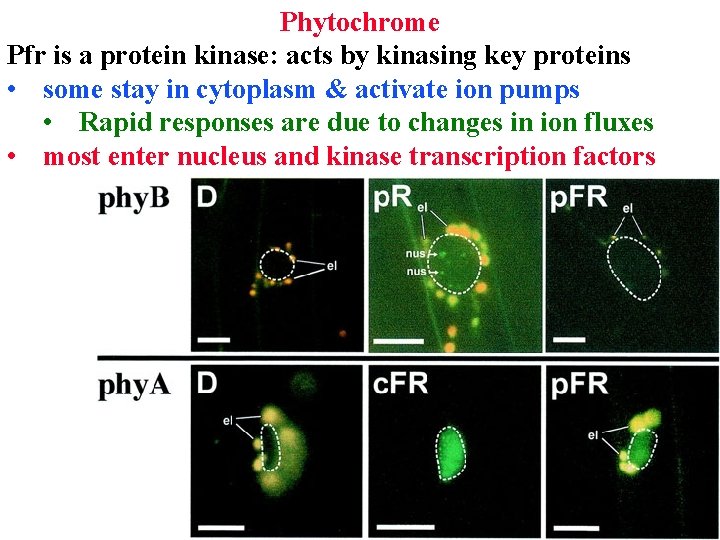 Phytochrome Pfr is a protein kinase: acts by kinasing key proteins • some stay