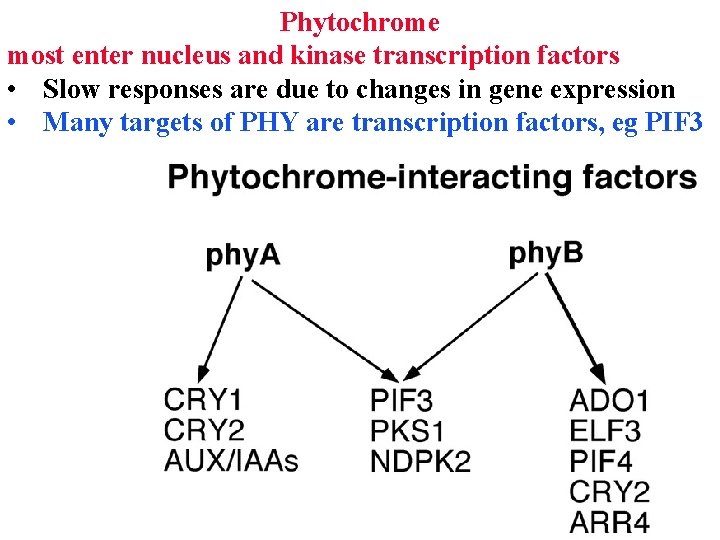 Phytochrome most enter nucleus and kinase transcription factors • Slow responses are due to