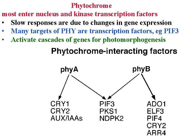 Phytochrome most enter nucleus and kinase transcription factors • Slow responses are due to