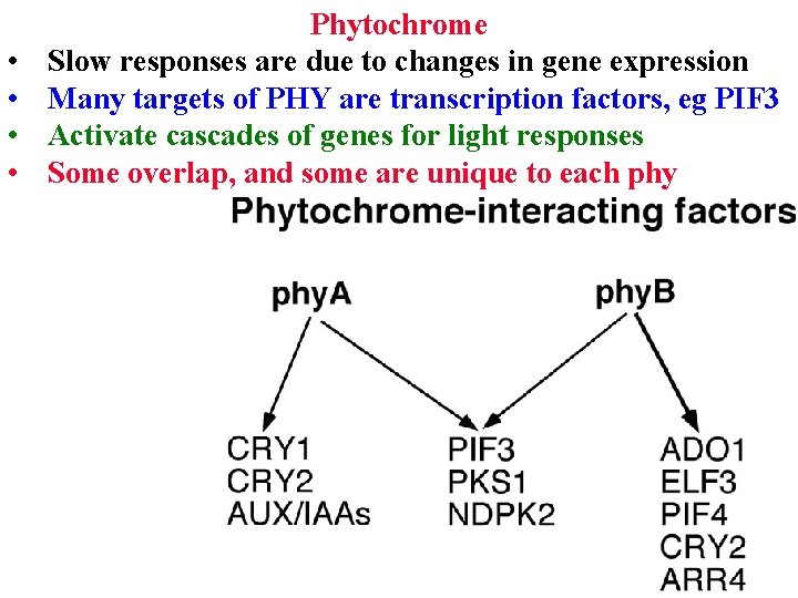  • • Phytochrome Slow responses are due to changes in gene expression Many