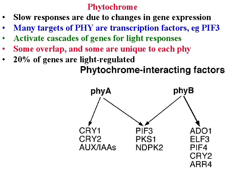  • • • Phytochrome Slow responses are due to changes in gene expression