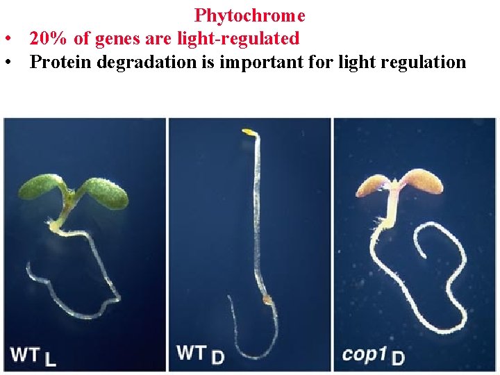 Phytochrome • 20% of genes are light-regulated • Protein degradation is important for light