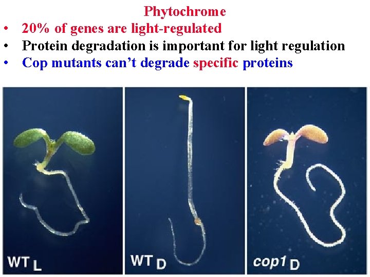 Phytochrome • 20% of genes are light-regulated • Protein degradation is important for light