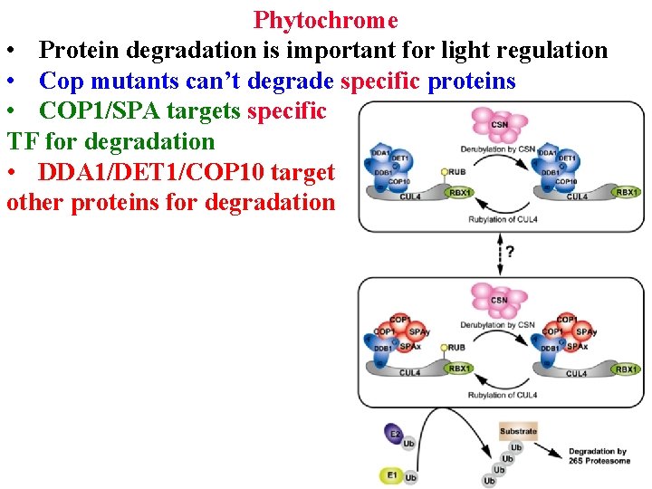 Phytochrome • Protein degradation is important for light regulation • Cop mutants can’t degrade